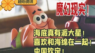 海底真有派大星！喜欢和海绵在一起！中国人定的新物种名字！