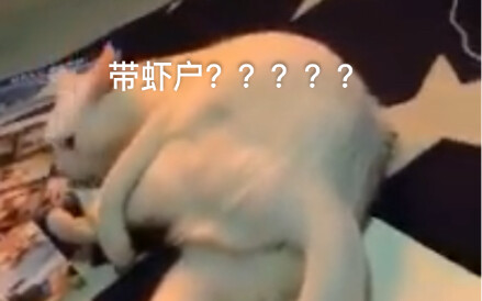 Cat: Bringing in shrimp? ?????? 【Odd Cat Compilation #9】