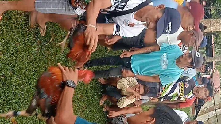 2times winner alimbuyugin white legs Malaki kalaban