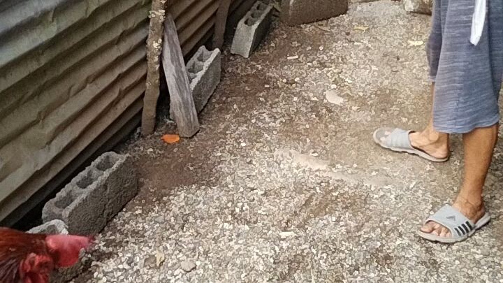 TORNADO HATCH VS SBR 6 MONTHS OLD