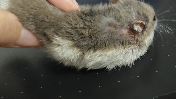 Apa yang harus dilakukan jika cuaca terlalu panas hingga hamster mencair?