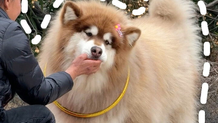 When a dog is really scared, it won’t bite—instead, it’ll just keep howling “awoo awoo awoo!”
