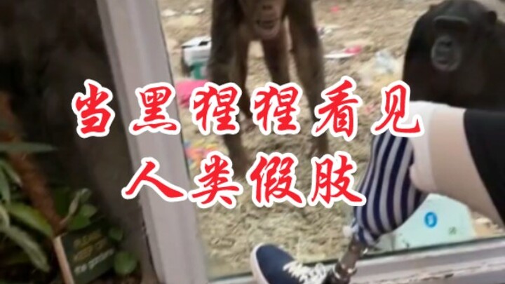 ปฏิกิริยาของลิงอุรังอุตังเมื่อเห็นขาเทียมของมนุษย์~