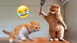 Funniest Animals 😄 New Funny Cats and Dogs Videos 😹🐶