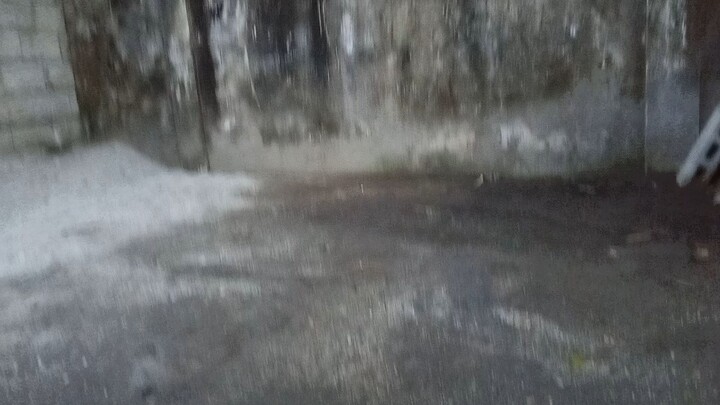 sayang ng broodstag na yellow legedhatch