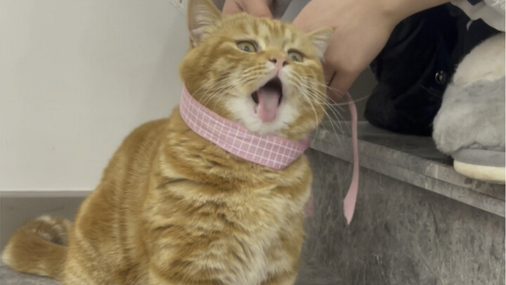 Do all cats have paranoid delusions?