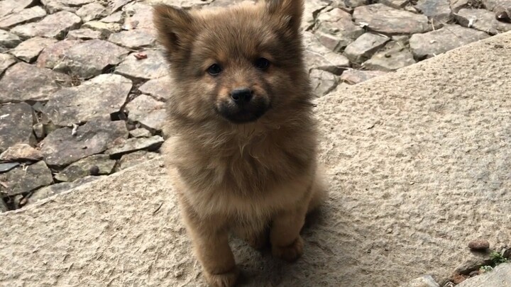 [Daily Life] The little puppy has finally recovered after surgery, and its ears are standing up now.