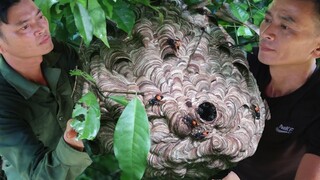 Nhộng Ong Nướng Vùi Tro | Ẩm Thực Miền Núi Tây Bắc - Nhịp Sống Miền Núi