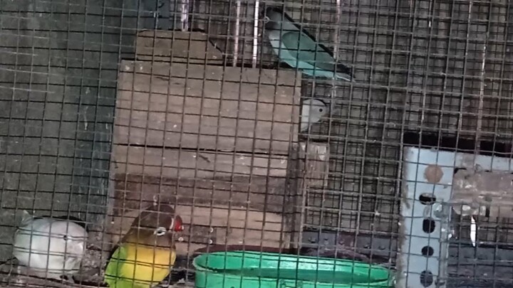 anakan lovebird mulai keluar glodok