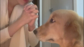 Anak anjing menumpahkan kue ulang tahun, anak anjing mengepel lantai