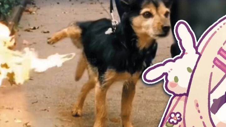 Japanese rabbits watch "Animal Confusing Behavior Awards" Do you have a lot of children❓【羽咲rabi】