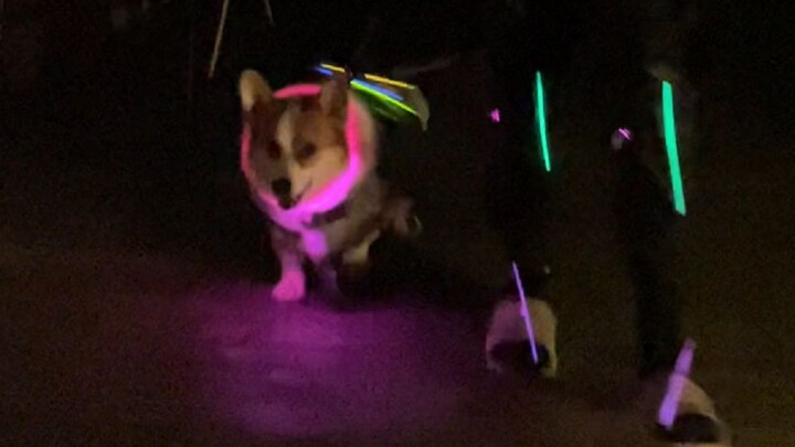 ไม่ต้องกังวลอีกต่อไปว่าจะทำให้คนตกใจตอนพาสุนัขเดินเล่นตอนกลางคืน