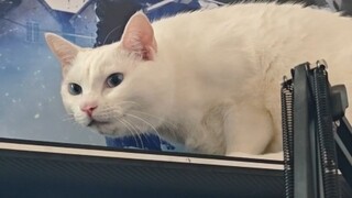 西瓜皮会自己进笼子我的猫会自己进包