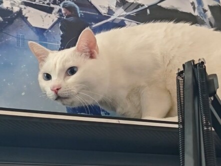 西瓜皮会自己进笼子我的猫会自己进包