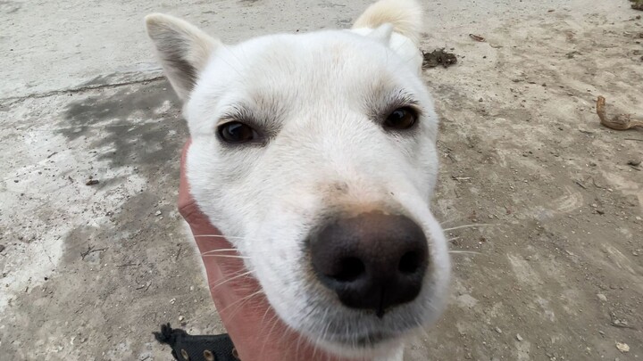 Membuat penampilan tampak polos, tetapi melakukan hal-hal yang menyebalkan