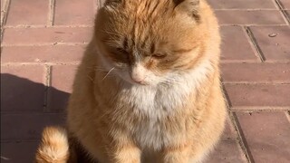 My Grandma's Chubby Cat