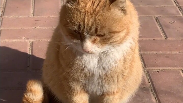 外婆家的大胖猫