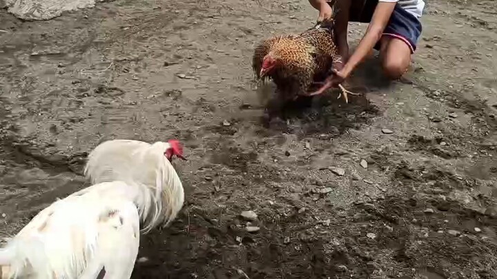 bulik vs sweater white