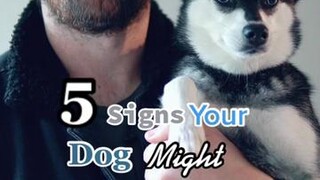 Does your dog show any of these signs when stressed? LearnOnTikTok doglove language