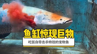 【A giant creature appears in the fish tank—pet fish that come with an "instant-kill" effect when eat