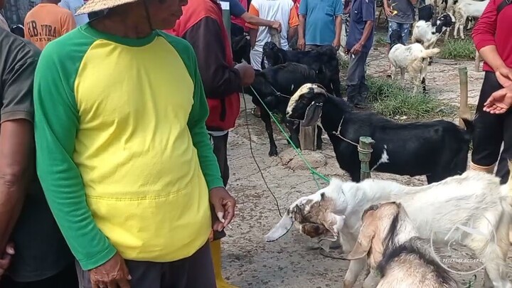 Jalan-jalan di pasar hewan Jaken (pasar ngulakan)