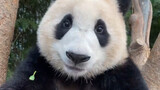 【Panda Fu Bao】Wish You Can Walk Cheerfully When Being off Duty