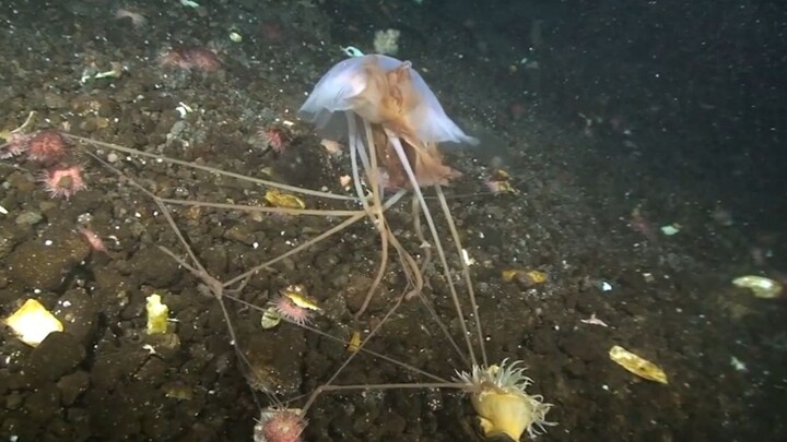 هذا أيضًا يائس قنديل البحر، أليس كذلك؟