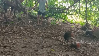 panalo mga idol, no scratch...pula na manok ang ating gamit naka white tape tayo.🐓