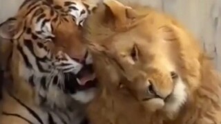 老虎:滚开啊死鬼！
