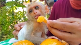 Most Handsome Boy!! Wow, So Adorable When Tiny Luxy Eating Fresh Orange