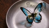 [Resin] Buatan Tangan DIY Realistis Tembus Gradien Logam Kupu-kupu Bros [NelcoNeco Buatan Tangan Kel