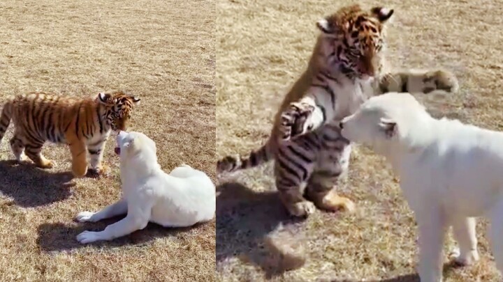 Hổ con và chó con đánh nhau rồi, hung dữ quá đi mất!