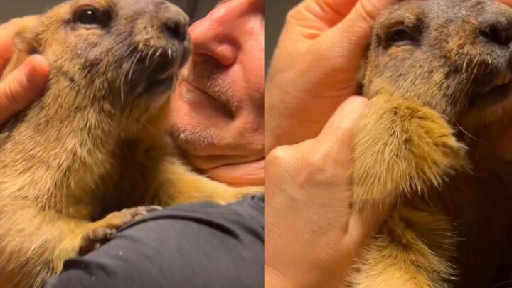 The hostess said the groundhog was autistic, and the groundhog said: I feel wronged! My mother said 