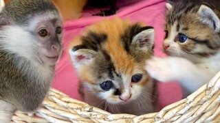 ซูซี่เป็นห่วงและเฝ้าดูลูกแมวและลูกเป็ดในตะกร้า