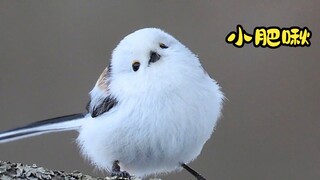 Oops, it almost became the national bird!