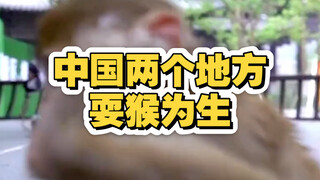 The Fun of Monkey Training
