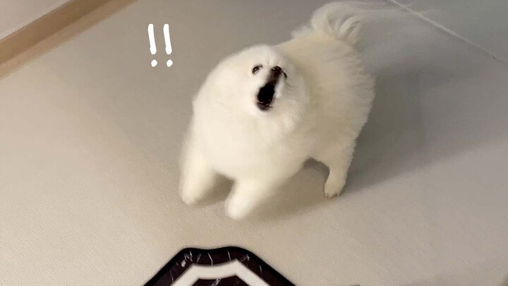 After not seeing his owner for two days, the puppy actually...