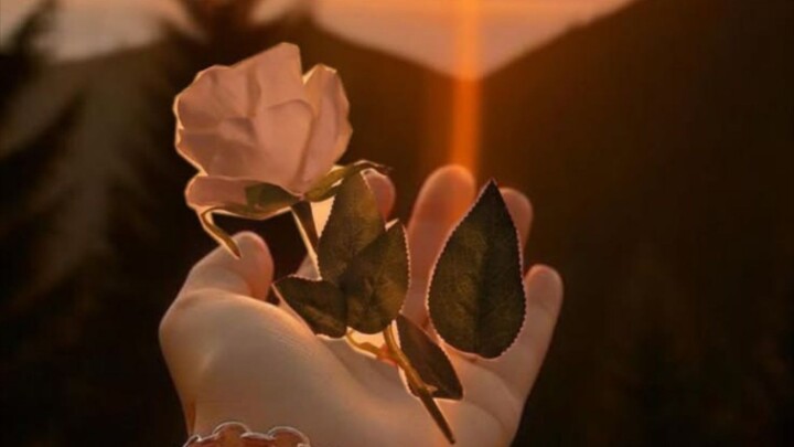 🌹 Some Feelings Are Better Left Unspoken ❤️‍🩹 | Beautiful Sunset Rose