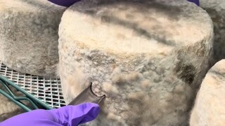 "Blue cheese" is made by fermenting Penicillium. If you have tried it, please tell us what it tastes