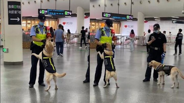 Tại ga tàu điện ngầm Thượng Hải, chú chó cảnh sát cực kỳ đáng yêu làm nũng với nhân viên giám sát, đ