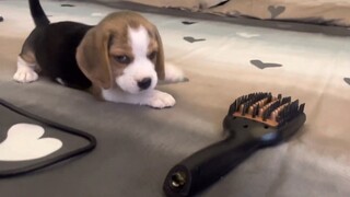 So fierce, so scary!