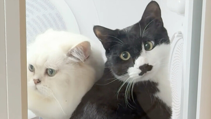 Tác phẩm mới của AKA Hán Tử chính thức ra mắt!