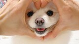 Tantangan Anjing Paling Pintar se-Internet! Peragaan 34 Teknik Pomeranian