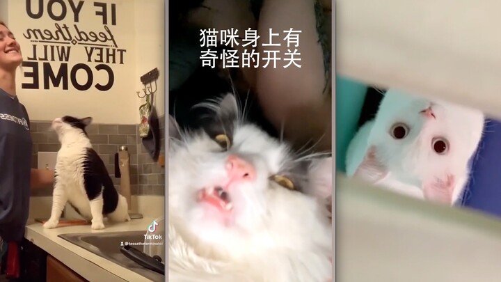 รวมเรื่องเศร้าสุดน่ารักของแมวตัวโง่