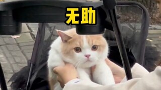 Hey, take me with you when you need to pee urgently. What are you looking at? This cat can’t be a ba