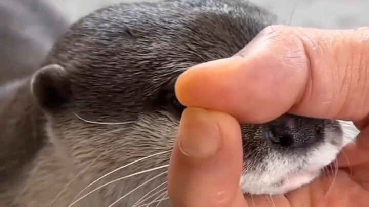 Pria paruh baya dari luar negeri mengadopsi seekor berang-berang kecil, dan tak disangka, setelah tu