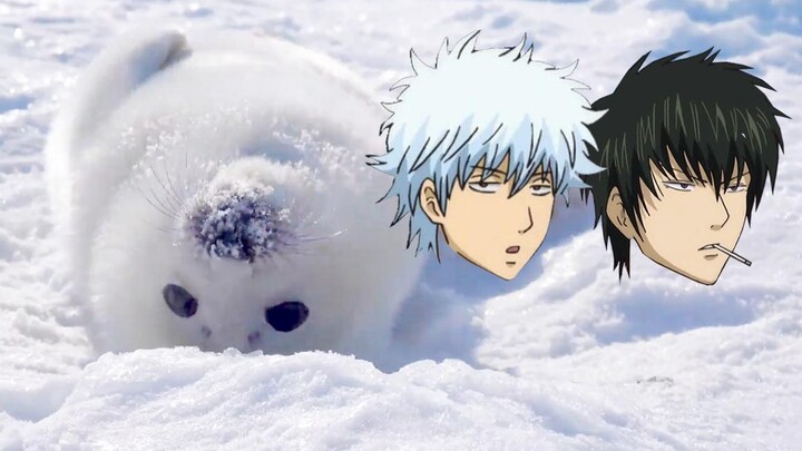 Gintama animal version, Gintama snores and looks cute!