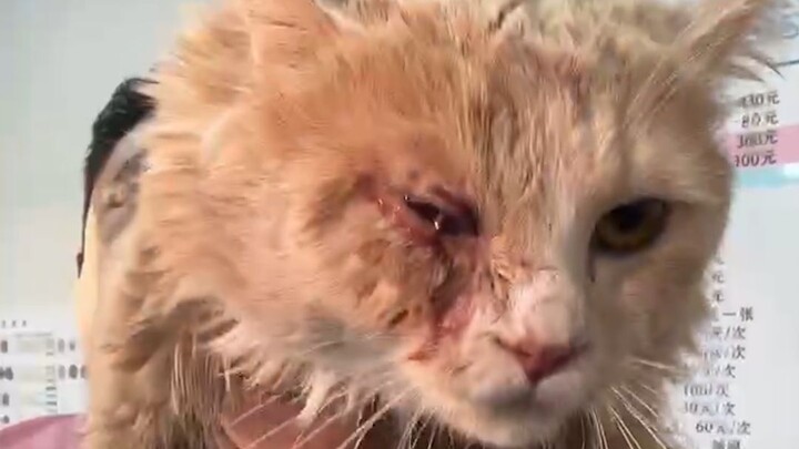 The kitten had its eye scratched by a fellow cat, resulting in a corneal perforation—so I ended up s