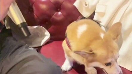 Saat anak laki-laki itu sedang bernyanyi, tiba-tiba dia menyerahkan mikrofon kepada anjing tersebut,