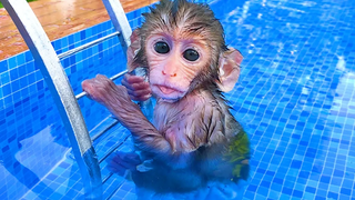 ลูกลิงบอนบอนเล่นที่สระน้ำกับลูกสุนัขและลูกเป็ดในสวน